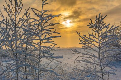 Snow covered plants against sky during sunset