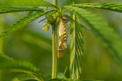 Close-up of insect on plant