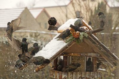 Close-up of birds perching on snow covered feeder