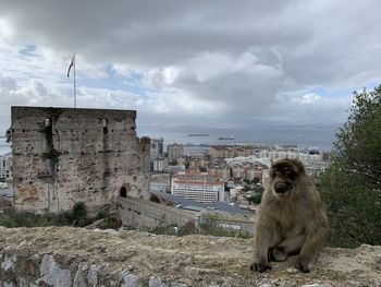 Monkey looking away in city against sky