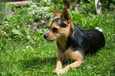 Close-up of dog on grass