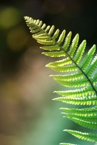 Close-up of fern leaves