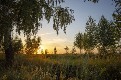 Trees on field against sky at sunset