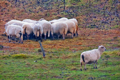 Sheep grazing in field