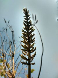 Close-up of plants against clear sky