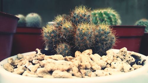 Close-up of cactus in pot