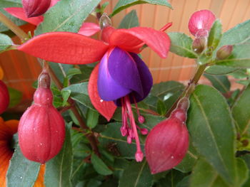 Close-up of red flowers blooming outdoors