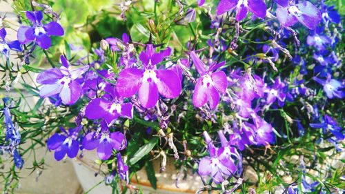 Close-up of purple flowers blooming outdoors