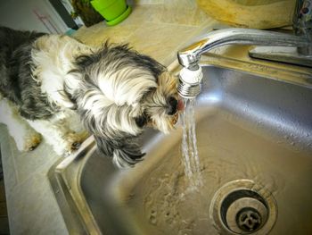 High angle view of cat drinking water from faucet