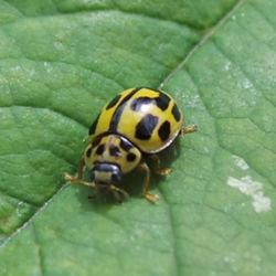 Close-up of insect on leaf