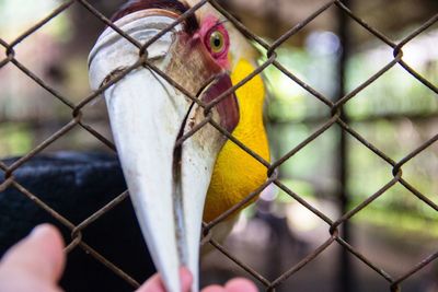 Close-up of bird in cage