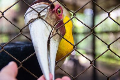 Close-up of cropped hand touching hornbill beak