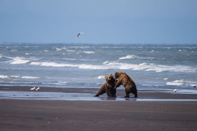 Dog walking on beach