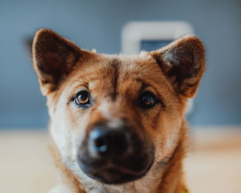 Close-up portrait of dog