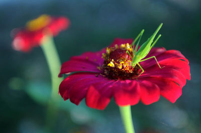 Close-up of grasshopper on red flower