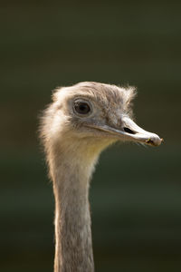 Close-up of a bird looking away