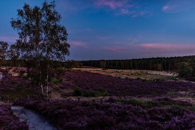 Scenic view of field against sky during sunset