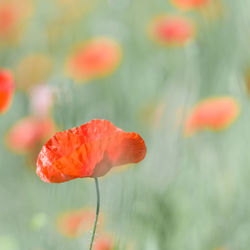 Close-up of red poppy flower