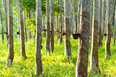 Rubber tree plantation in a row