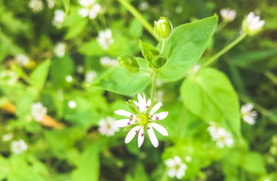 Close-up of flowers blooming outdoors