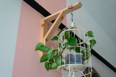 Hanging vine plant with heart-shaped variegated leaves of devils ivy or golden pothos.