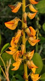 Close-up of yellow flowering plant