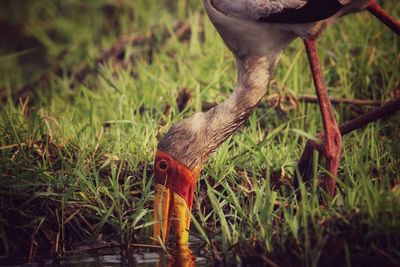 Close-up of a bird on field