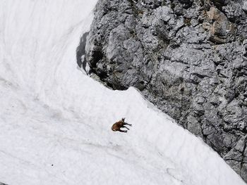 High angle view of lizard on rock