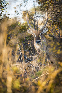 Greater kudu in the bush in botswana, africa