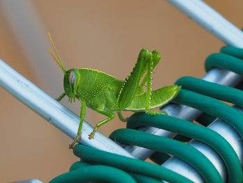 Close-up of grasshopper on plant