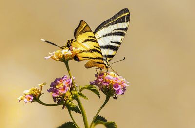 Close-up of butterfly pollinating on flower