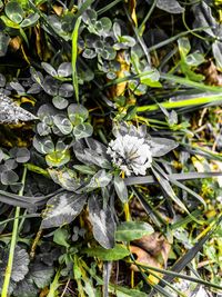 Close-up of flowers blooming outdoors