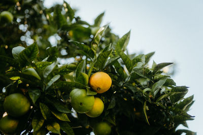 Close-up of fruit