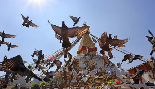 Low angle view of bird flying against clear sky