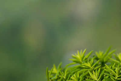 Close-up of plant against blurred background