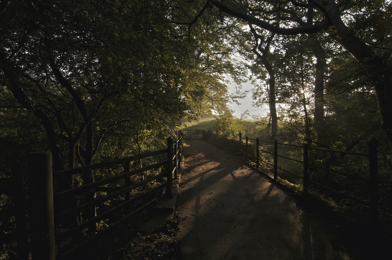 RAILING AGAINST TREES