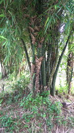 Trees growing in forest
