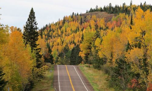 Road amidst trees during autumn