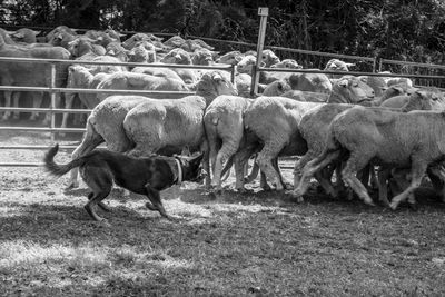 Sheep grazing on field