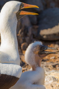 Close-up of nazca booby with young bird