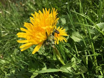 Close-up of bee on yellow flower blooming in field