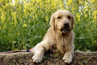 Portrait of dog