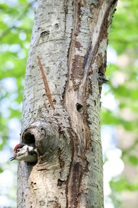 Close-up of a bird on tree trunk
