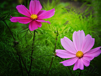 Close-up of pink cosmos flowers blooming on field