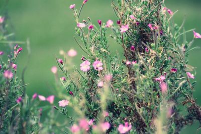 Close-up of plants against blurred background