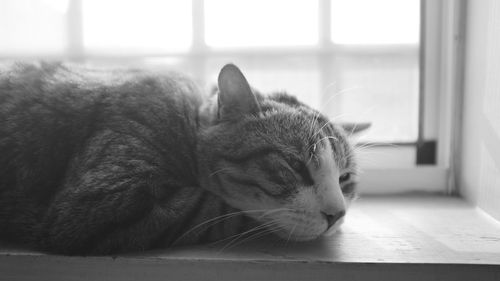 Close-up of cat relaxing on window