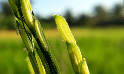 Macro paddy tree with copy space