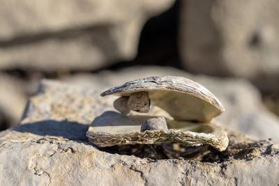 Close-up of shell on rock