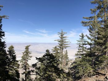 Pine trees in forest against sky