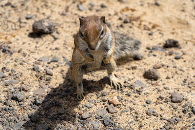 High angle view of meercat lying on land